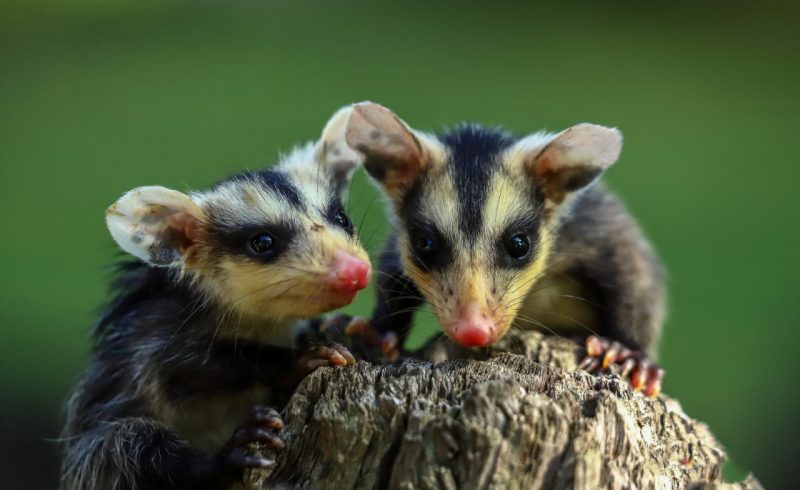 Gestão de fauna silvestre